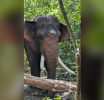 Wild Elephant ‘Agbo’ Located in Anuradhapura with Army Support